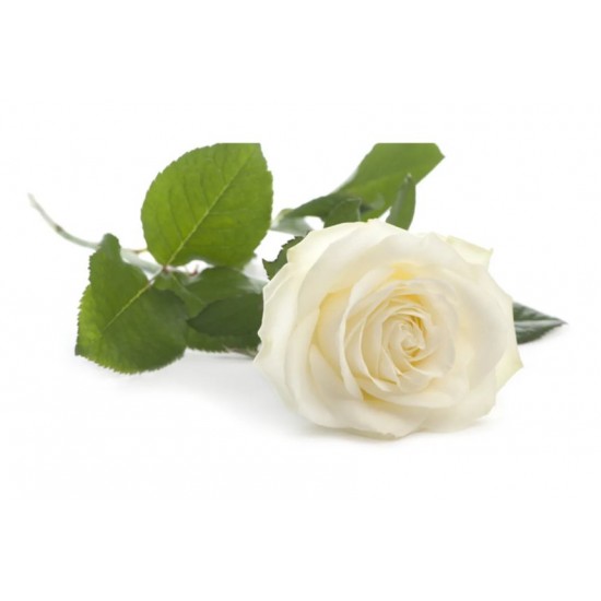 Fidan & Peyzaj - İnci Beyaz Gül Fidanı (1 Yaş / Açık Kök)