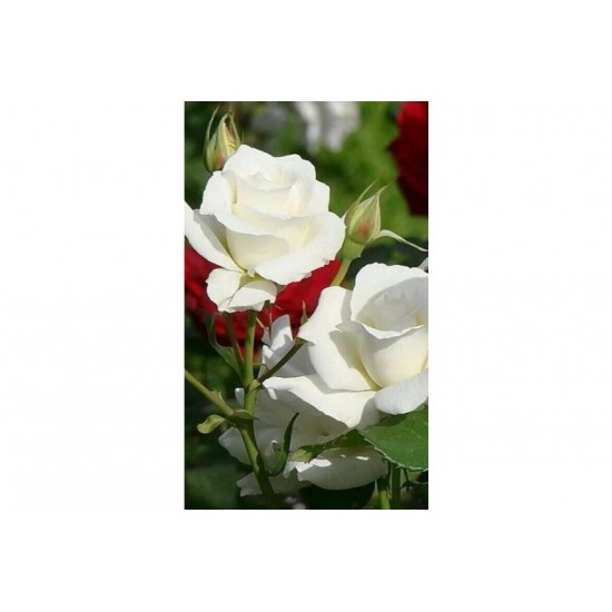 Fidan & Peyzaj - İnci Beyaz Gül Fidanı (1 Yaş / Açık Kök)