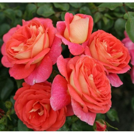 Fidan & Peyzaj - Nar Çiçeği Gül Fidanı (1 Yaş / Açık Kök)