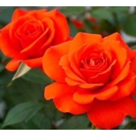 Fidan & Peyzaj - Nar Çiçeği Gül Fidanı (1 Yaş / Açık Kök)