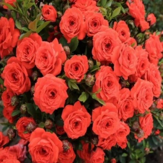 Fidan & Peyzaj - Nar Çiçeği Gül Fidanı (1 Yaş / Açık Kök)