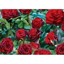 Fidan & Peyzaj - Koyu Kadife Gül Fidanı (1 Yaş / Açık Kök)