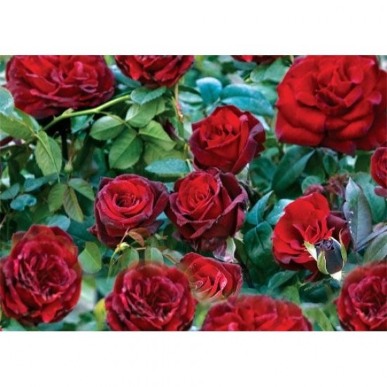 Fidan & Peyzaj - Koyu Kadife Gül Fidanı (1 Yaş / Açık Kök)