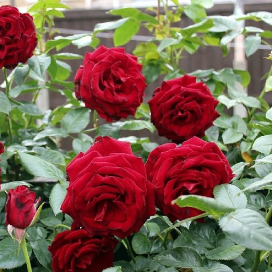 Fidan & Peyzaj - Koyu Kadife Gül Fidanı (1 Yaş / Açık Kök)