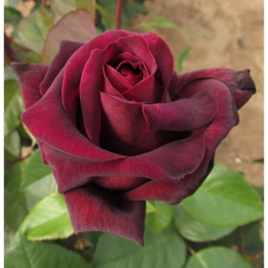 Fidan & Peyzaj - Koyu Kadife Gül Fidanı (1 Yaş / Açık Kök)