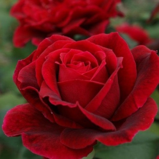 Fidan & Peyzaj - 5 Farklı Renk Gül Fidanı Seti (1 Yaş / Açık Kök)