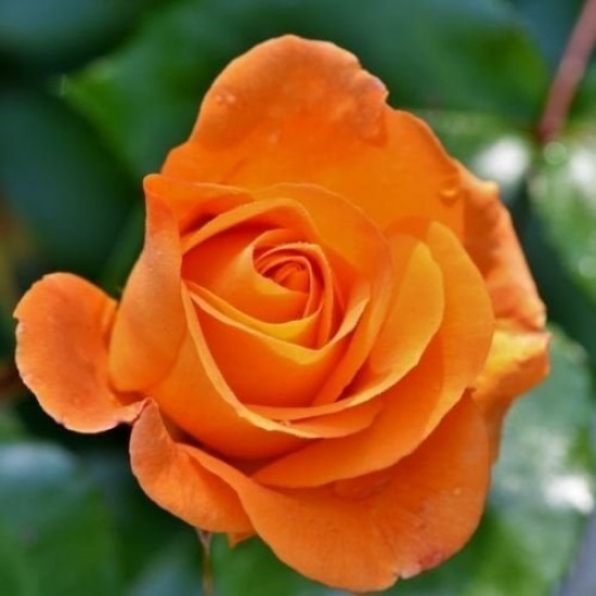 Fidan & Peyzaj - 5 Farklı Renk Gül Fidanı Seti (1 Yaş / Açık Kök)