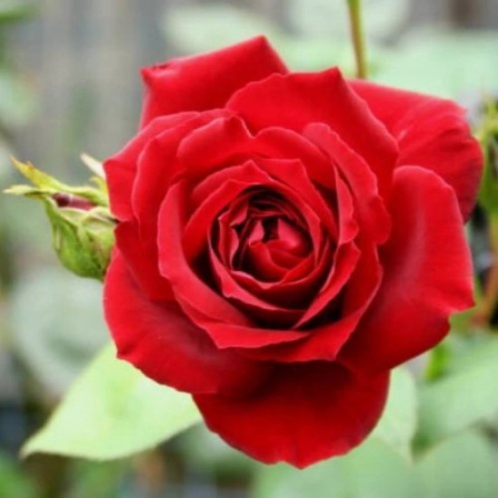 Fidan & Peyzaj - 3 Farklı Renk Gül Fidanı Seti (1 Yaş / Açık Kök)