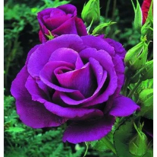 Fidan & Peyzaj - 3 Farklı Renk Gül Fidanı Seti (1 Yaş / Açık Kök)