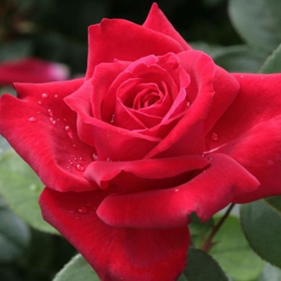 Fidan & Peyzaj - 3 Farklı Renk Gül Fidanı Seti (1 Yaş / Açık Kök)