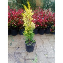 Fidan&Peyzaj -Goldrider / Altuni Leylandi Fidanı(1 Yaş/50 cm Boy)