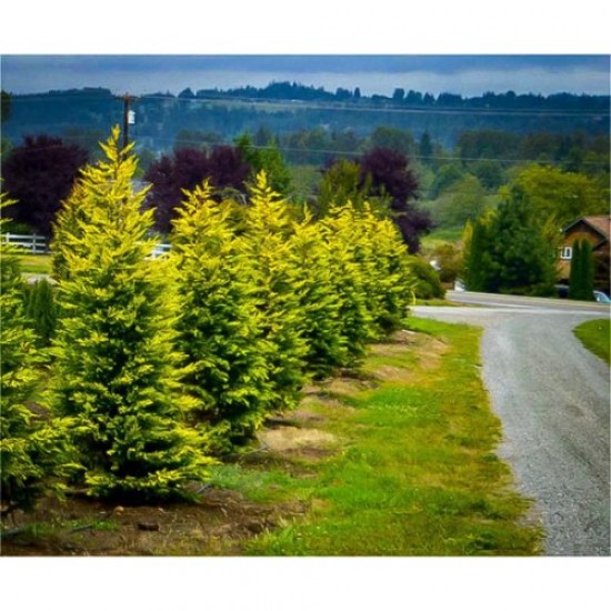 Fidan&Peyzaj -Goldrider / Altuni Leylandi Fidanı(1 Yaş/50 cm Boy)