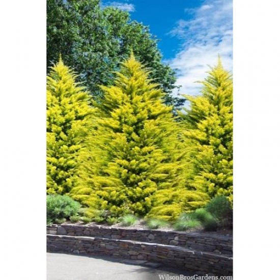 Fidan&Peyzaj -Goldrider / Altuni Leylandi Fidanı(1 Yaş/50 cm Boy)