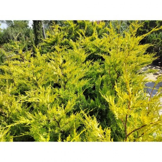 Fidan&Peyzaj -Goldrider / Altuni Leylandi Fidanı(1 Yaş/50 cm Boy)