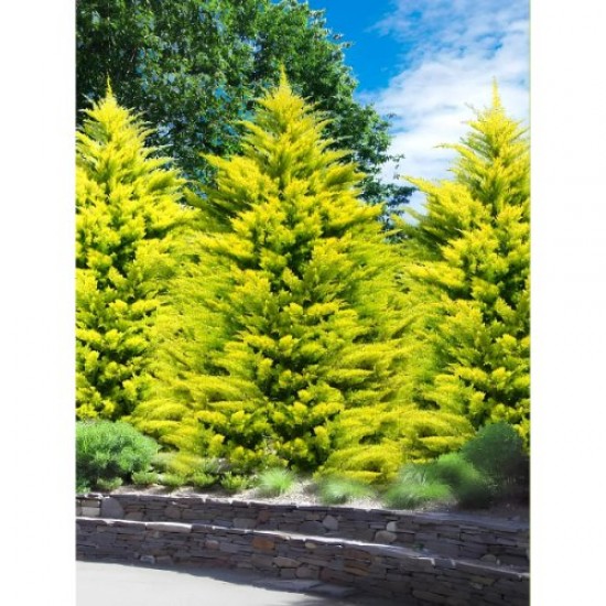 Fidan&Peyzaj -Goldrider / Altuni Leylandi Fidanı(1 Yaş/50 cm Boy)