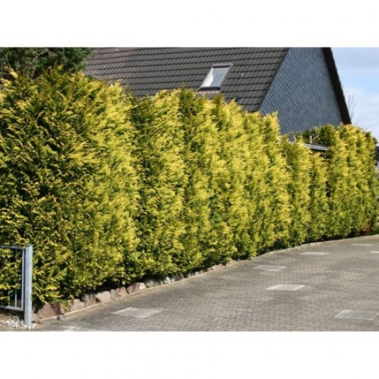 Fidan&Peyzaj -Goldrider / Altuni Leylandi Fidanı(1 Yaş/50 cm Boy)