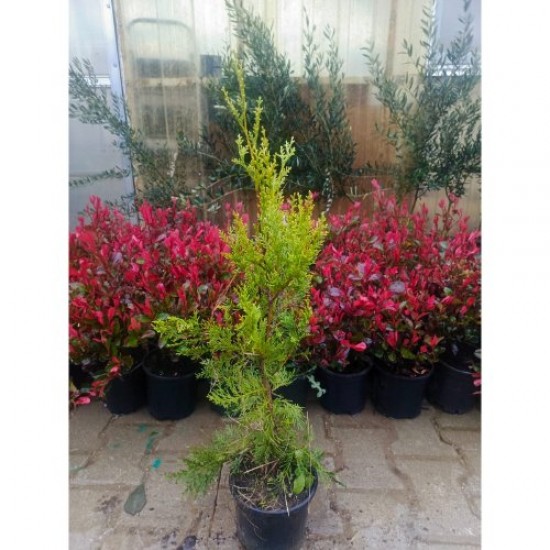 Fidan & Peyzaj - Leylandi Servi (1 Yaş / 50 cm. Boy)