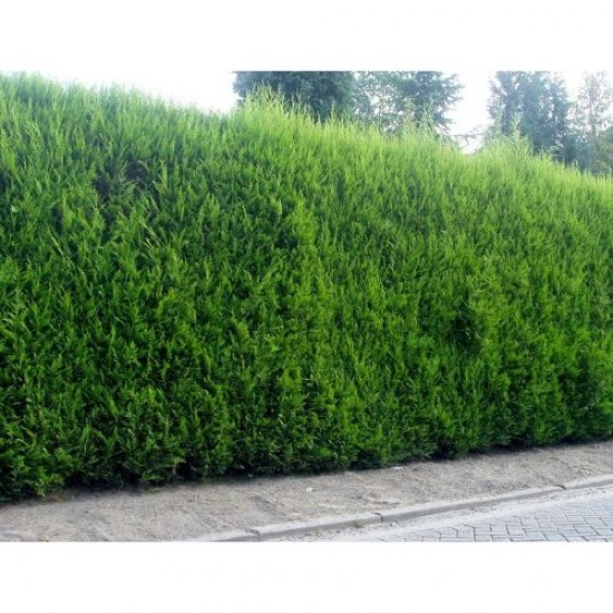 Fidan & Peyzaj - Leylandi Servi (1 Yaş / 50 cm. Boy)