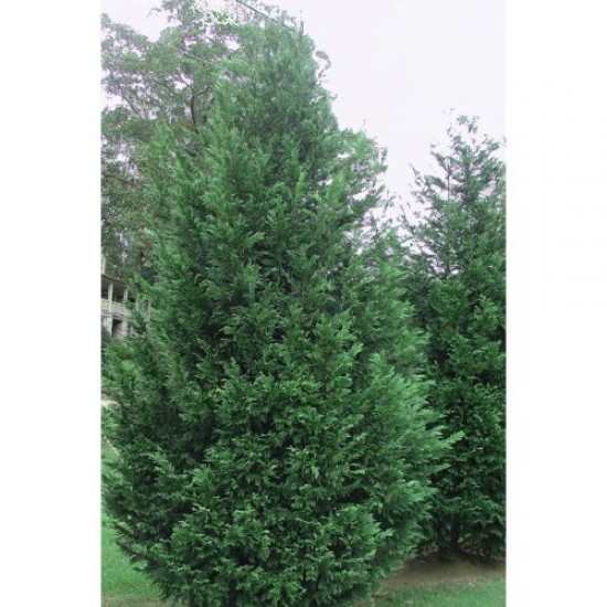 Fidan & Peyzaj - Leylandi Servi (1 Yaş / 50 cm. Boy)