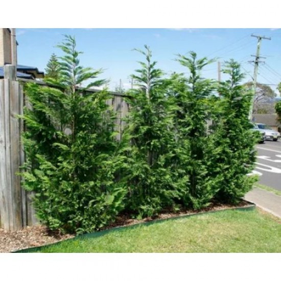 Fidan & Peyzaj - Leylandi Servi (1 Yaş / 50 cm. Boy)