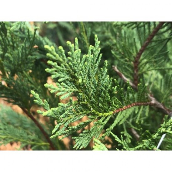 Fidan & Peyzaj - Leylandi Servi (1 Yaş / 50 cm. Boy)