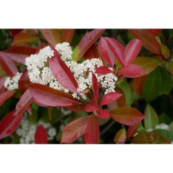 Fidan & Peyzaj - Boylu Alev Çalısı / Çit Bitkisi (1 Yaş /Saksılı)