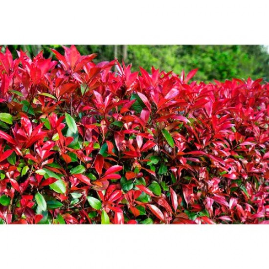 Fidan & Peyzaj - Boylu Alev Çalısı / Çit Bitkisi (1 Yaş /Saksılı)