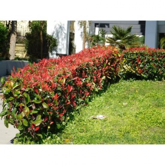 Fidan & Peyzaj - Boylu Alev Çalısı / Çit Bitkisi (1 Yaş /Saksılı)