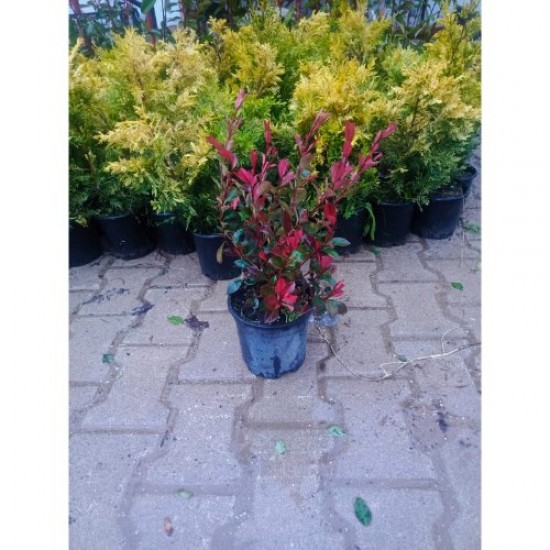 Fidan & Peyzaj - Bodur Alev Çalısı (1 Yaş / Saksılı)