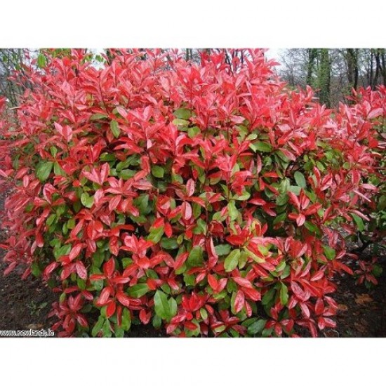 Fidan & Peyzaj - Bodur Alev Çalısı (1 Yaş / Saksılı)