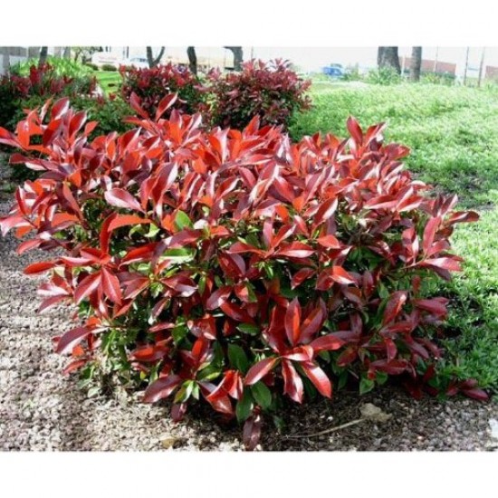 Fidan & Peyzaj - Bodur Alev Çalısı (1 Yaş / Saksılı)