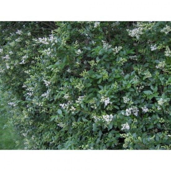 Fidan & Peyzaj - Ligustrum / Kurtbağrı / Çit Bitkisi (1 Yaş)