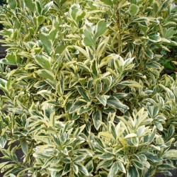 Taflan Bravo (Euonymus Japonica Bravo)
