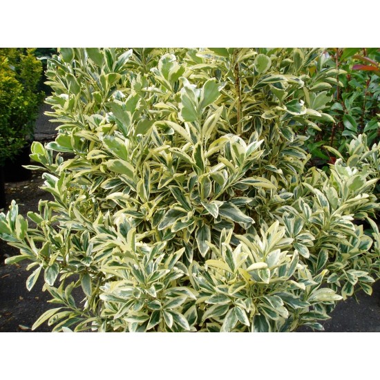 Taflan Bravo (Euonymus Japonica Bravo)