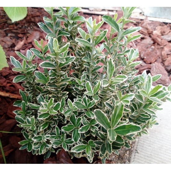 Taflan Bravo (Euonymus Japonica Bravo)