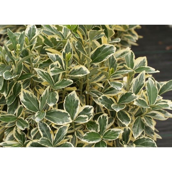 Taflan Bravo (Euonymus Japonica Bravo)