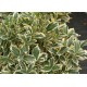 Taflan Bravo (Euonymus Japonica Bravo)
