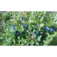 Fidan & Peyzaj - Yaban Mersini / Blueberry (1 Yaş / Tüplü)
