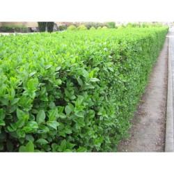 Fidan & Peyzaj - 10 Adet Ligustrum / Kurtbağrı /Çit Bitkisi(1Yaş)