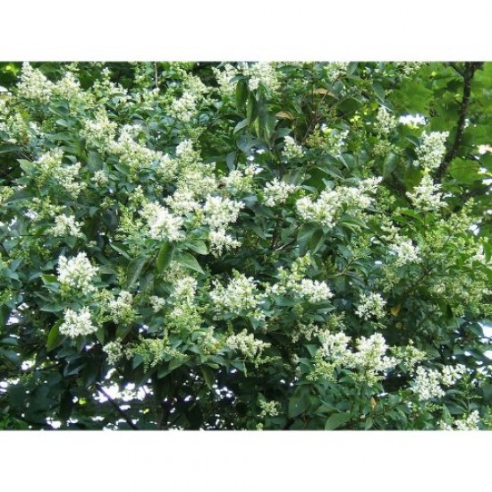Fidan & Peyzaj - 10 Adet Ligustrum / Kurtbağrı /Çit Bitkisi(1Yaş)