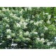 Fidan & Peyzaj - 10 Adet Ligustrum / Kurtbağrı /Çit Bitkisi(1Yaş)