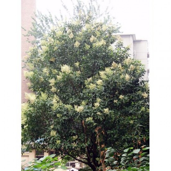 Fidan & Peyzaj - 10 Adet Ligustrum / Kurtbağrı /Çit Bitkisi(1Yaş)