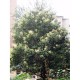 Fidan & Peyzaj - 10 Adet Ligustrum / Kurtbağrı /Çit Bitkisi(1Yaş)