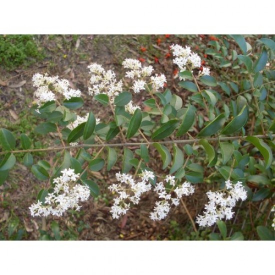 Fidan & Peyzaj - 10 Adet Ligustrum / Kurtbağrı /Çit Bitkisi(1Yaş)