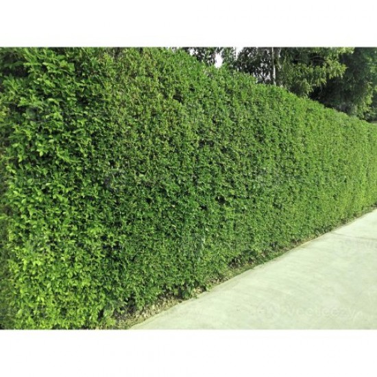 Fidan & Peyzaj - 10 Adet Ligustrum / Kurtbağrı /Çit Bitkisi(1Yaş)