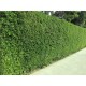 Fidan & Peyzaj - 10 Adet Ligustrum / Kurtbağrı /Çit Bitkisi(1Yaş)