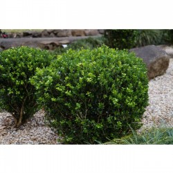 Fidan & Peyzaj - Şimşir (2 Yaş / Buxus sempervirens)