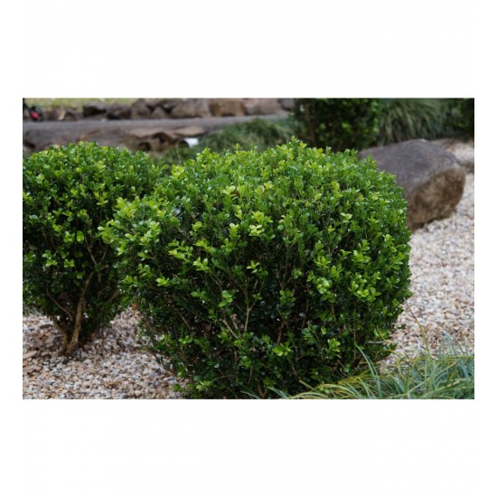 Fidan & Peyzaj - Şimşir (2 Yaş / Buxus sempervirens)