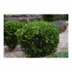Fidan & Peyzaj - Şimşir (2 Yaş / Buxus sempervirens)
