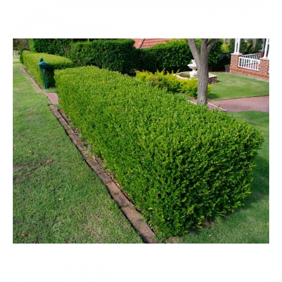 Fidan & Peyzaj - Şimşir (2 Yaş / Buxus sempervirens)